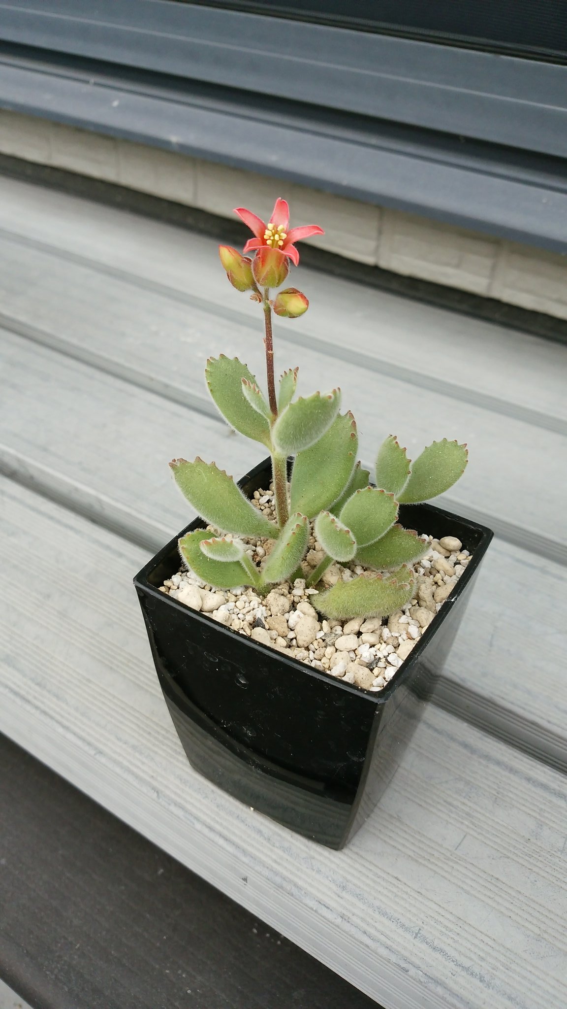ショウヘイ うちの多肉植物の熊童子咲いてます 花言葉は 枯れない愛 だとか T Co Fuieake8sy Twitter