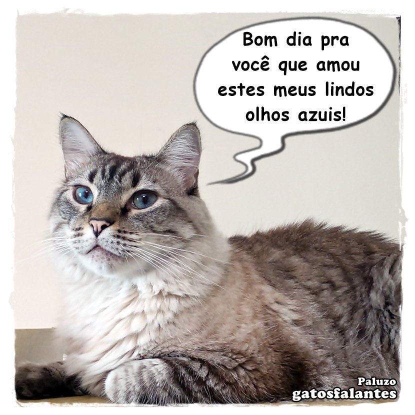 Gatos Falantes บนทวิตเตอร์: Gatos Falantes บนทวิตเตอร์: