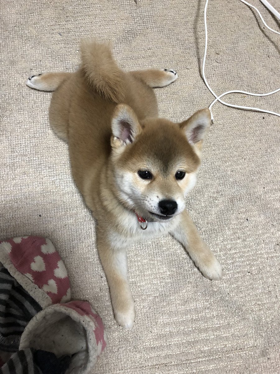 柴犬の魅力が分かってきた