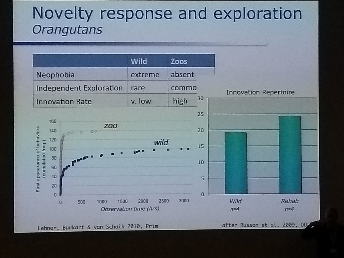 Last day of #GFT #SocialComplexity starts with Carel van Schaik giving a fascinating talk about the evolution of cultural complexity in Hominids. Interesting differences between captive and wild orangutan populations when it comes to precursors of innovation.