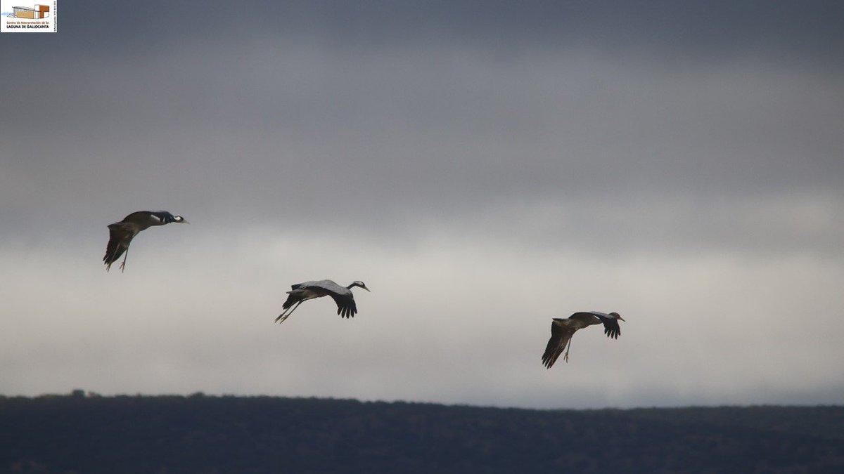 Queremos animar la mañana con estas simpáticas imágenes de #grullas en posición de aterrizaje #Gallocanta
Viernes 15 de diciembre 2017
Buen y feliz día para todos.
Fotografías: Mª Carmen Tornos