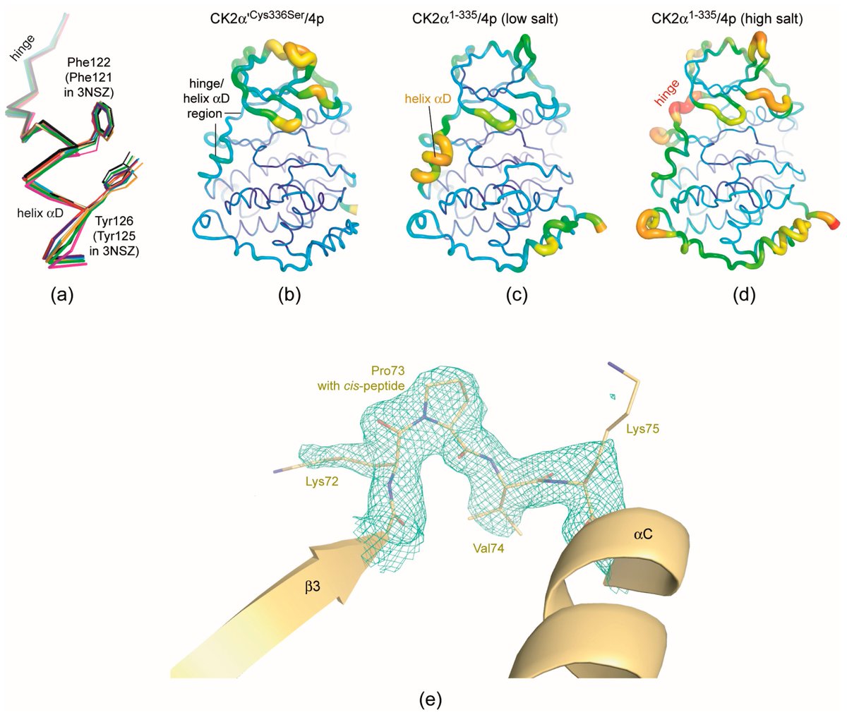 Pharmaceut_MDPI's tweet photo. #mdpipharmaceuticals Unexpected Binding Mode of a Potent #Indeno[1,2-b]indole-Type Inhibitor of #Protein Kinase CK2 Revealed by Complex Structures with the Catalytic Subunit #CK2α and Its #Paralog CK2α′ https://t.co/nCVSyo7O3i @MDPIOpenAccess https://t.co/cr8QlyuPdg