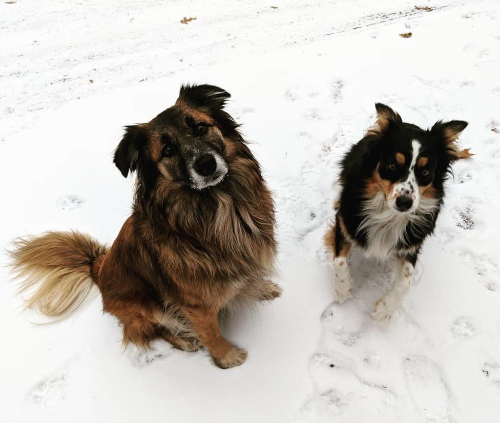 SandyVern's tweet photo. A snowy good morning from these 2 crazy beasts!! ☃️❄️🐶🐕
#dog #dogsofinstagram #bordermix ##bordercolliemix ##bordercolliesofinstagram #australianshepherd #aussiesofinstagram ##australianshepherdsofinstagram https://t.co/QnA66IHSNM https://t.co/F5p0wcnh0U