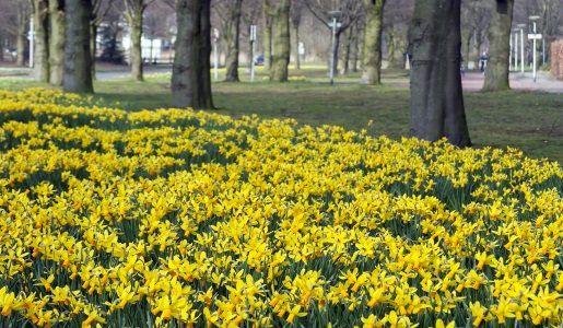A host of golden daffodils are being planted to mark Telford’s 50th anniversary – spring may seem a mile away, but it gets a little closer every day (I feel a song coming on). More on the daffodil story here newsroom.telford.gov.uk/News/Details/1…
