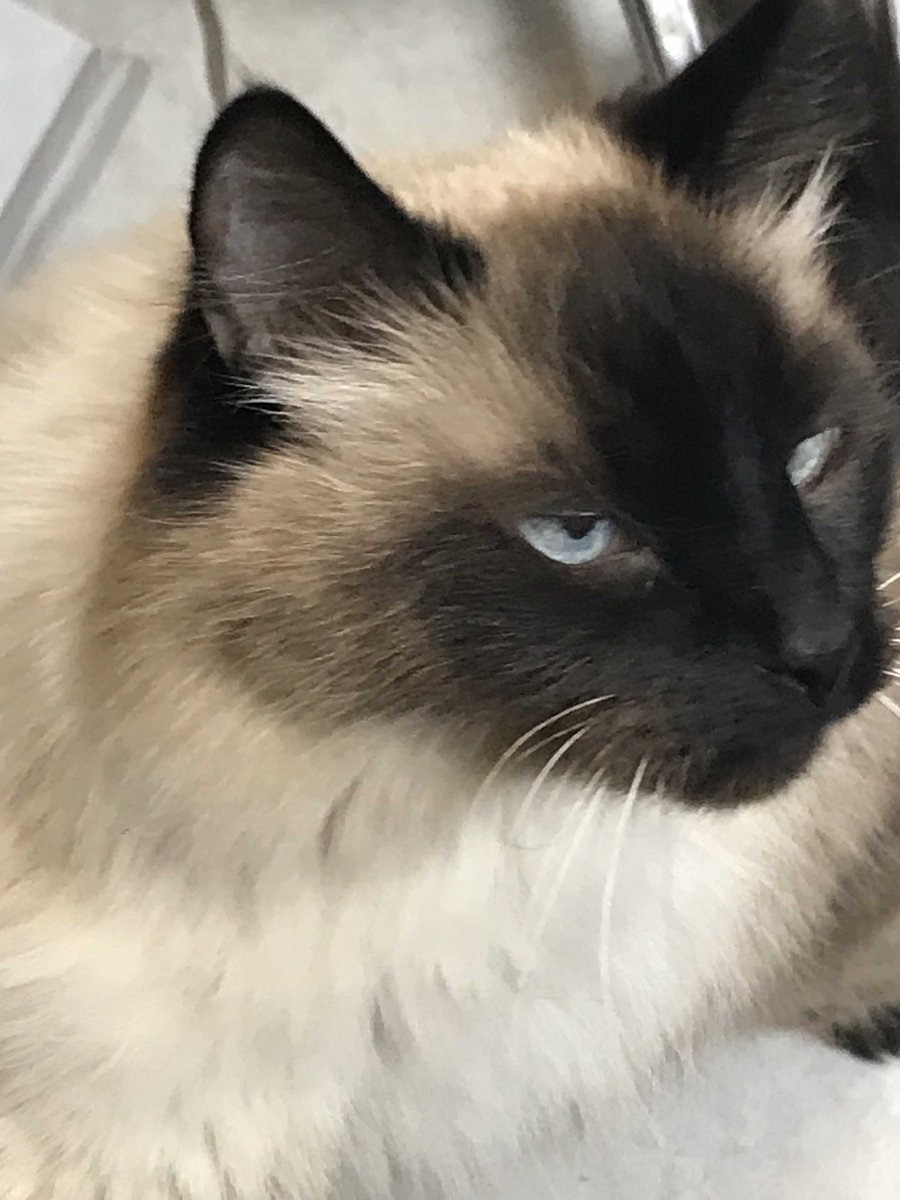 ann_omealey's tweet photo. @FaleenaHopkins This is Shadow (aka Shad Cat)  a litter mate to Spit and Smoke. Loves to sit on my lap while I read and would like to be a #cockykitty. https://t.co/ISpb3IE0bK