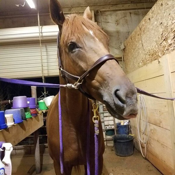 Rate_Horses's tweet photo. This is Ginny. Famous for her role as a pretty redhead in the hit book and movie series "Hairy Trotter" 14/10 Don't miss the sneaky tongue slip https://t.co/ieARc0tMm4