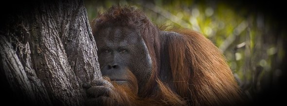 Topfotografia's tweet photo. #NationalGeographic reveals the best 20 photographs of nature in 2017, we show them here https://t.co/gh49fQy2kL in @Topfotografia https://t.co/xbKHwagfLy