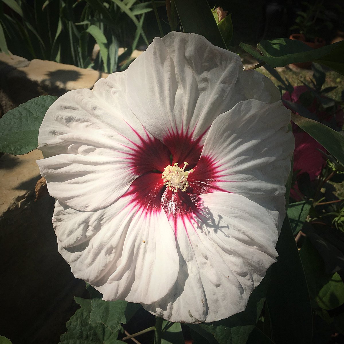 HortErotica's tweet photo. I’m a #Nurse. I believe in the power of #Science and #Medicine. I also believe in the immeasurable value of a warm touch, a kind spirit &amp; compassionate heart. ♥️ #NursesHeal https://t.co/Xqjk76VsSJ