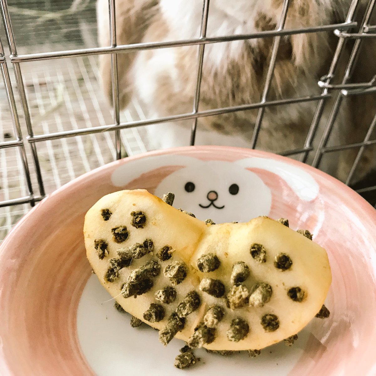たかえみちこ Twitterren 11日からわたさんがペレットを食べなくなった 牧草もふりかけも野菜も食べるし水も飲むのになぜかペレットだけ 困った そこで私は考えた きっとりんごの芳香に釣られて食べるに違いない 大好きなリンゴにペレットを刺した いがぐりん