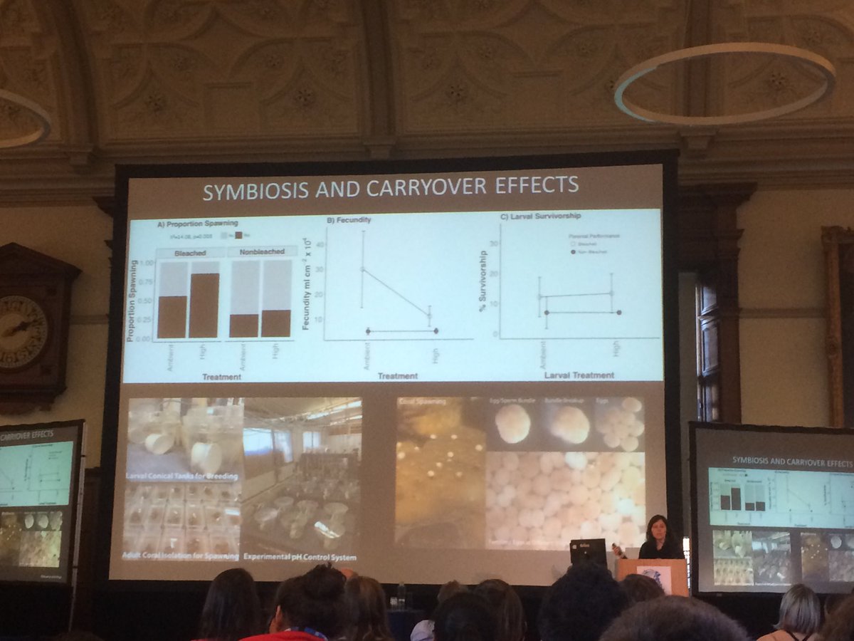DiseaseMatters's tweet photo. Previously bleached corals display increased photo physiology, increased calcification and a greater proportion of colony spawning and settlement #ECRS2017 - Symbiodinium Claude C appear to modulate the above https://t.co/OhGb3UVjVx