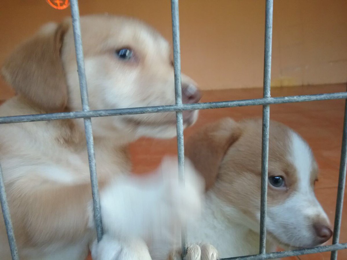 CrisMoneOficial's tweet photo. Se me parte el alma. Estos cuatro pequeños están en una perrera y si no encuentran un hogar pronto serán sacrificados. 
POR FAVOR, SI NO PUEDES ADOPTARLOS AYUDA A DIFUNDIR. 
Interesados: Dudas y preguntas por Whatsapp 📞654616957 (Isabel)
Gracias🙏🏼🙏🏼🙏🏼❤️ https://t.co/rL4Y5qraha