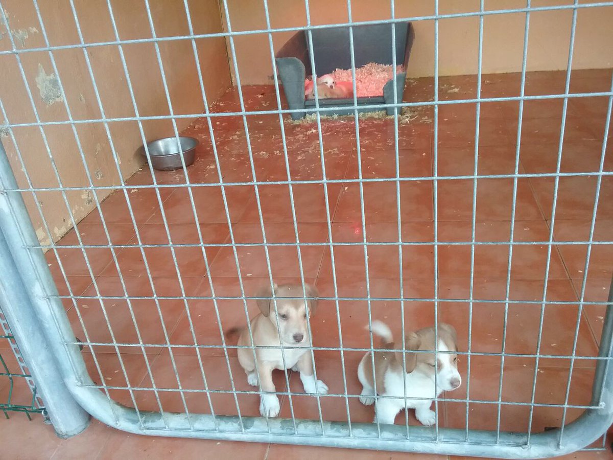 CrisMoneOficial's tweet photo. Se me parte el alma. Estos cuatro pequeños están en una perrera y si no encuentran un hogar pronto serán sacrificados. 
POR FAVOR, SI NO PUEDES ADOPTARLOS AYUDA A DIFUNDIR. 
Interesados: Dudas y preguntas por Whatsapp 📞654616957 (Isabel)
Gracias🙏🏼🙏🏼🙏🏼❤️ https://t.co/rL4Y5qraha
