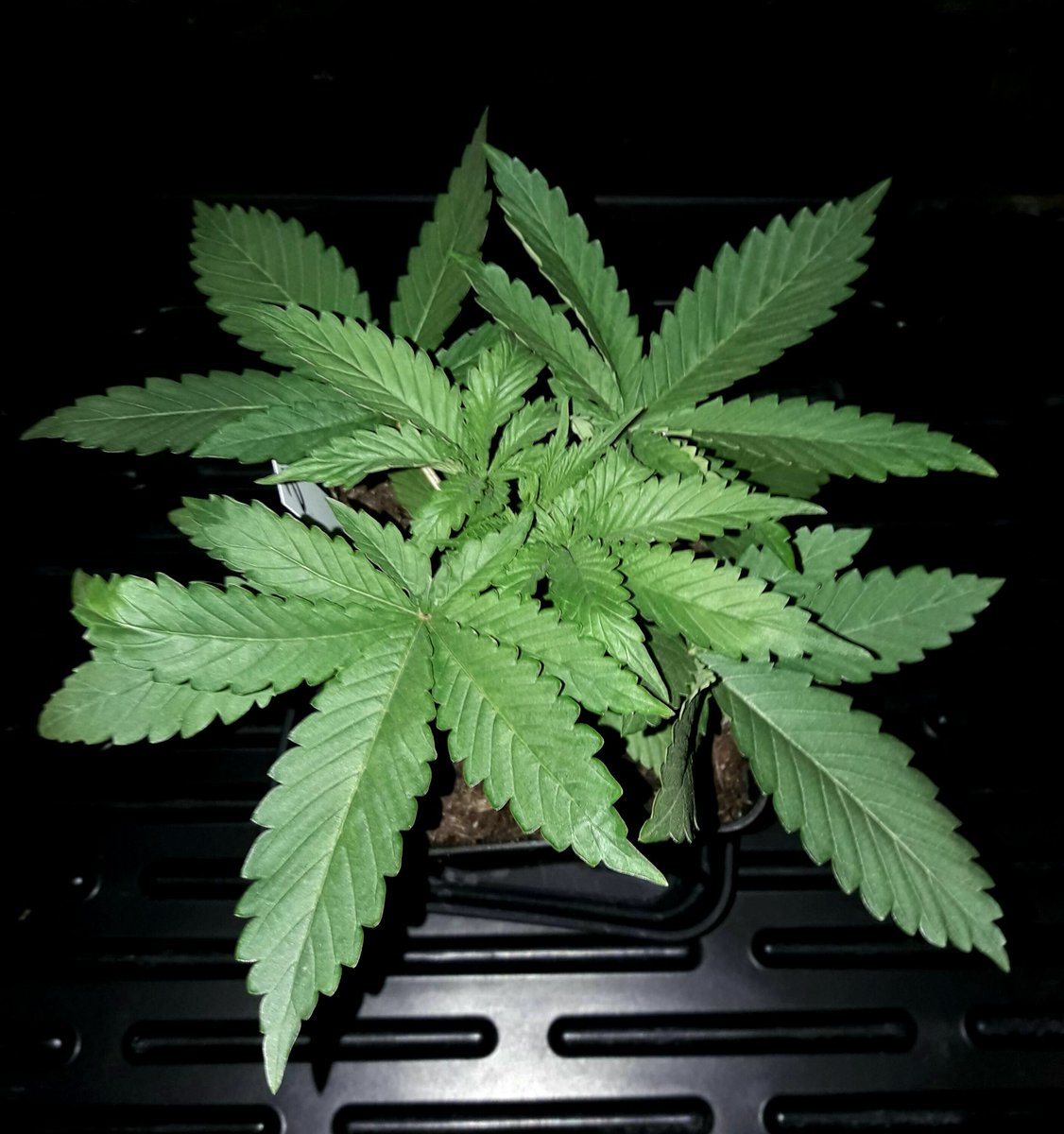 Apez140's tweet photo. #Momentos
Fantasías sobre #Spitfire de @GreenbudSeeds, #LED #R420ZR, Sust. #OrgánicoPropio. #RefBlanca #KitORCA @LighthouseTents @HydroGardenLtd .
Alegría, Paz y Semis:-))) https://t.co/2diLtjDvHI
