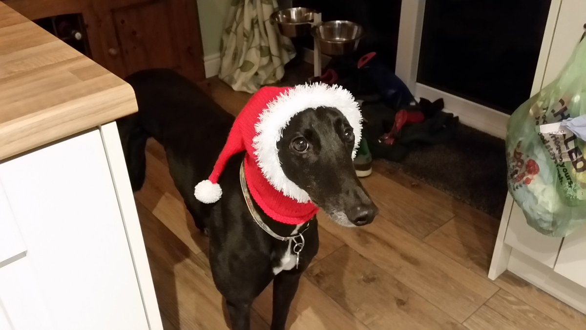 vdubber1968's tweet photo. @greyhoundtrust This is the lovely Fred https://t.co/kb3hbvy0Rh