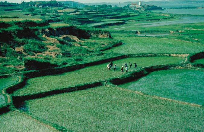INRAE_France's tweet photo. Une étude de cas #Inra d’un système de culture #durable : les #rizières des terrasses du YuanYang en Chine https://t.co/Q1P1MDPQNo https://t.co/VOlJNLR0sD