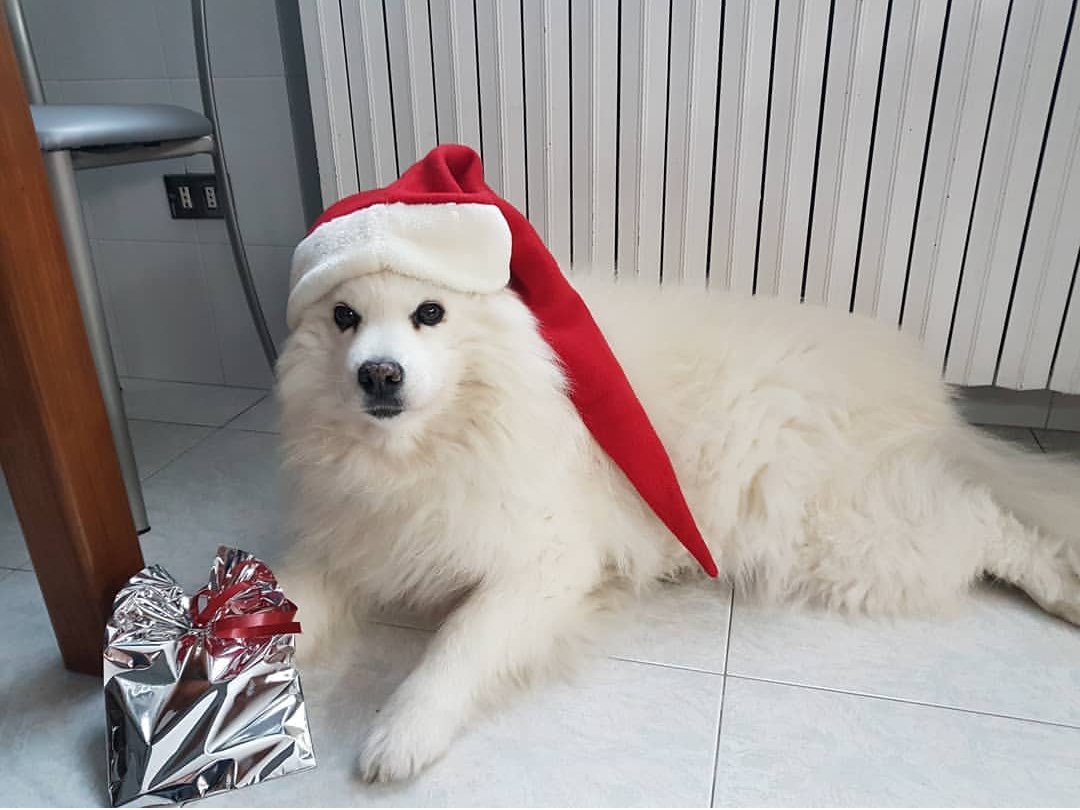 Qualazampalecco's tweet photo. E poi ci sono quelle clienti che ti mandano queste foto bellissime per ringraziarti😍 la piccola jane con il nostro regalino 💞
#OggiTwittoPer #qualazampa #lecco #JANE #15dicembre #Natale2017 #feste #regalidiNatale https://t.co/zrPtPEBlJz