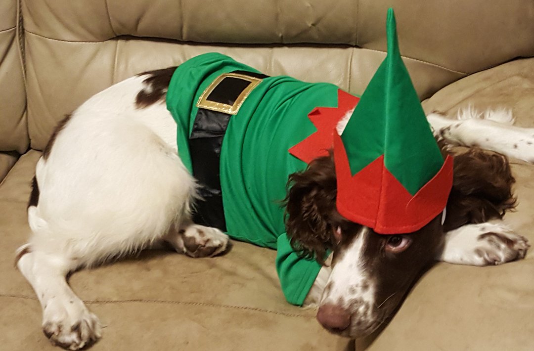 wafcol's tweet photo. #ChristmasJumperDay Hands up if you love Barnaby's matching elf hat?  🎅🎄⛄ #Wafcol #DogOfTheDay https://t.co/Q7QQ76qjR0