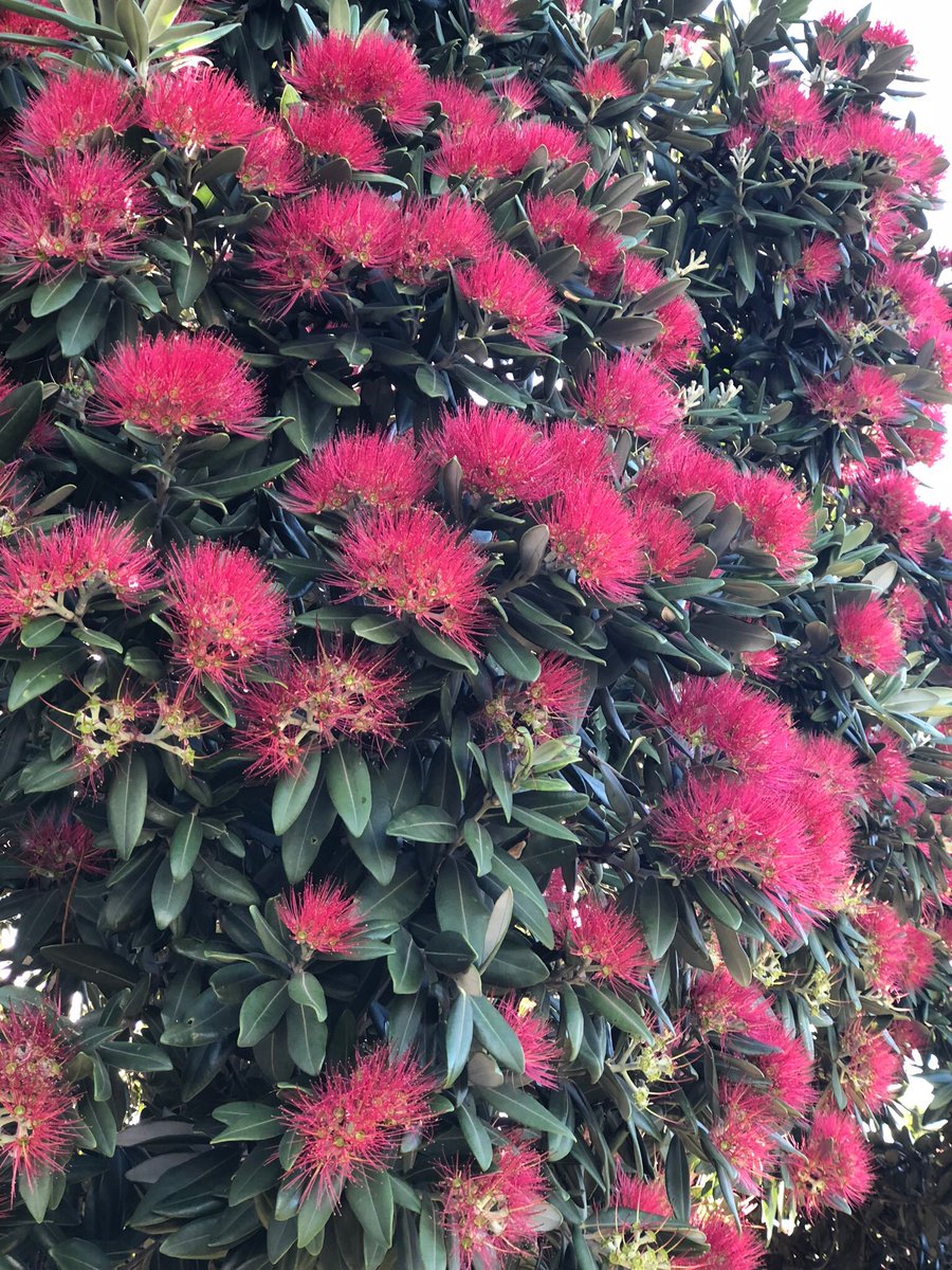 Evidentiary1's tweet photo. Just love #NativeOz #ChristmasColour https://t.co/4U5XxFp5Qg