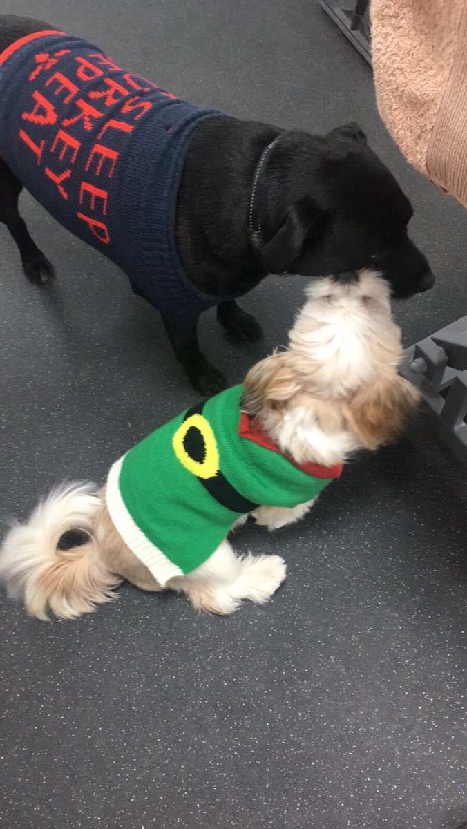 becauseimwoofit's tweet photo. #ChristmasJumperDay at work!🎄#doggroomer #salondogs @thisisheart @tobyanstis https://t.co/eZQefp5IkW