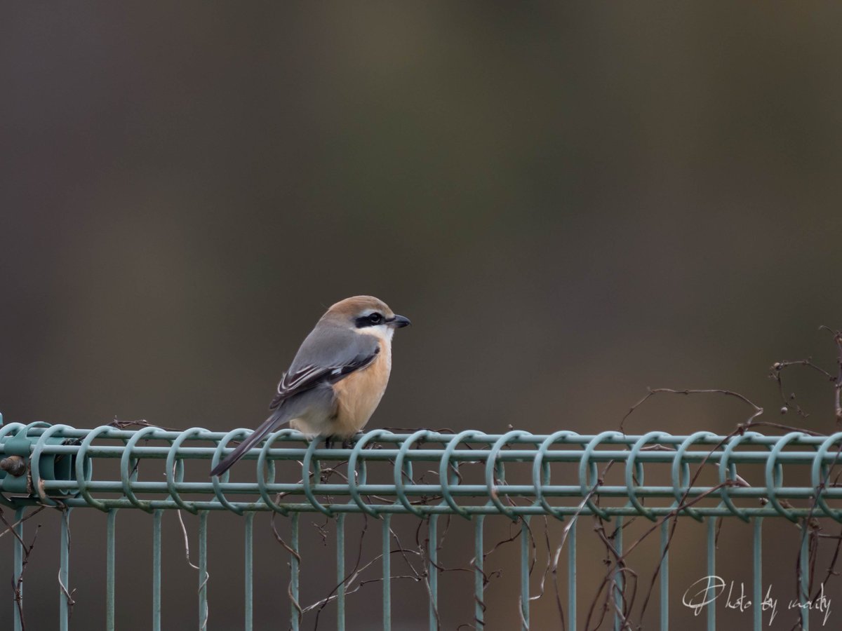 Monty Monty Twitter પર モズ Bull Headed Shrike モズは漢字で書くと 百舌 百舌鳥 と書くが 色々な鳥のまねをしたような複雑なさえずりをすることから 百の舌を持つ鳥 とされたことが由来といわれている 今週の鳥撮り 野鳥 写真 カメラ オリンパス Monty Monty Twitter પર モズ Bull Headed Shrike モズは漢字で書くと 百舌 百舌鳥 と書くが 色々な鳥のまねをしたような複雑なさえずりをすることから 百の舌を持つ鳥 とされたことが由来といわれている 今週の鳥撮り 野鳥 写真 カメラ オリンパス