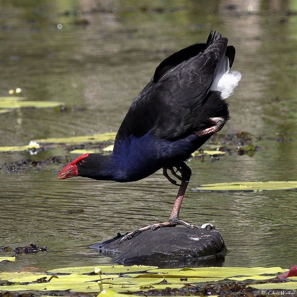 WildRedlands's tweet photo. Purple swamphen ready for some loving. #purpleswamphen #australianbirds #birdsofaustralia #birdlifeoz #birdsofqueensland #birdsofinstagram #crystalwatersthornlands #thornlands #redlandsanyday #4u2c #wildredlands #wildlifephotography #pondlife #pond https://t.co/FcXaF379ag https://t.co/oSR4wpTo1R