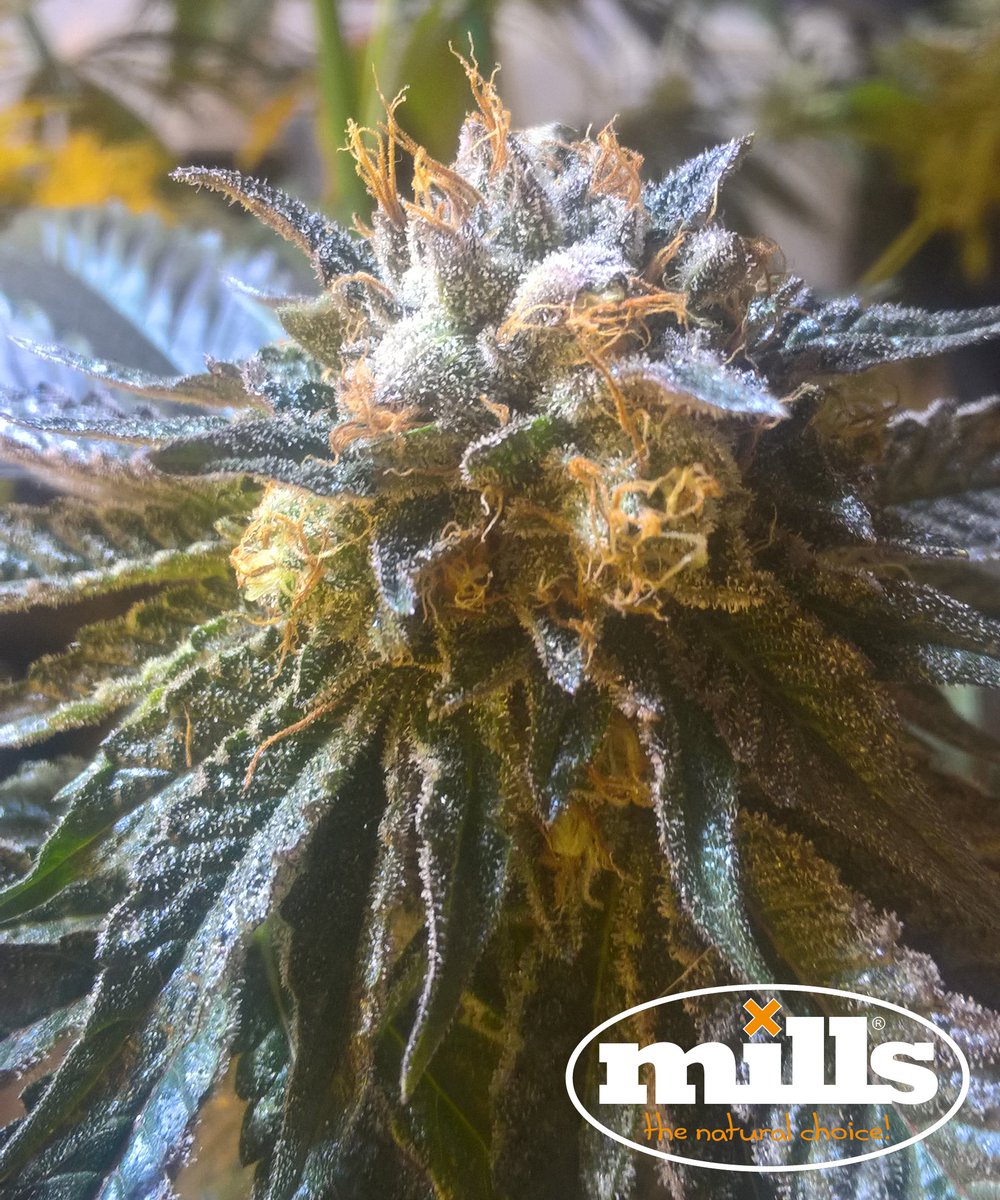 MillsSpain's tweet photo. Gracias a Babilonia GrowShop!  por estas preciosas cepas que nos han enviado, cultivadas con MILLS !! 😁😁🌴🌴❌❌❌
Mills pays the bills!!!! The natural choice!!
https://t.co/MUdfmZqNa2 #millspaysthebills #millsweb #millsnutrients #millsteam https://t.co/y2M0AIE5wM