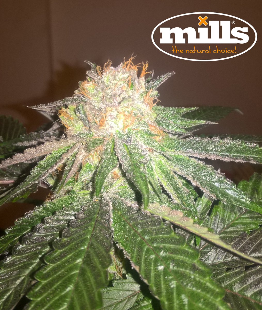 MillsSpain's tweet photo. Gracias a Babilonia GrowShop!  por estas preciosas cepas que nos han enviado, cultivadas con MILLS !! 😁😁🌴🌴❌❌❌
Mills pays the bills!!!! The natural choice!!
https://t.co/MUdfmZqNa2 #millspaysthebills #millsweb #millsnutrients #millsteam https://t.co/y2M0AIE5wM