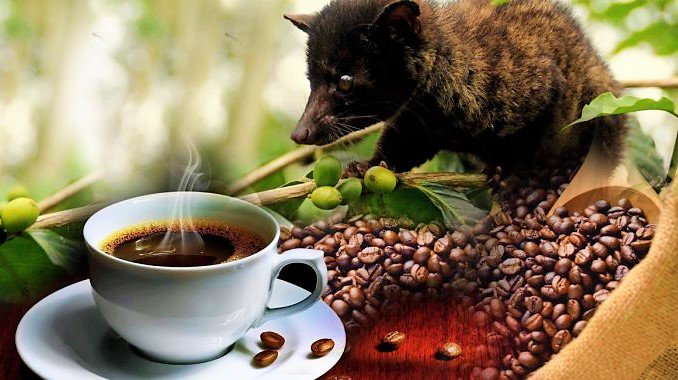 GraoDoDia's tweet photo. Conhece quais os cafés mais caros do mundo? Confira aqui com a gente: https://t.co/vT6jwzL8JH 😍💰💎✨ #kopiluwak #cafejacu #monkeycoffee #blackivory https://t.co/ERnuhOwoGQ