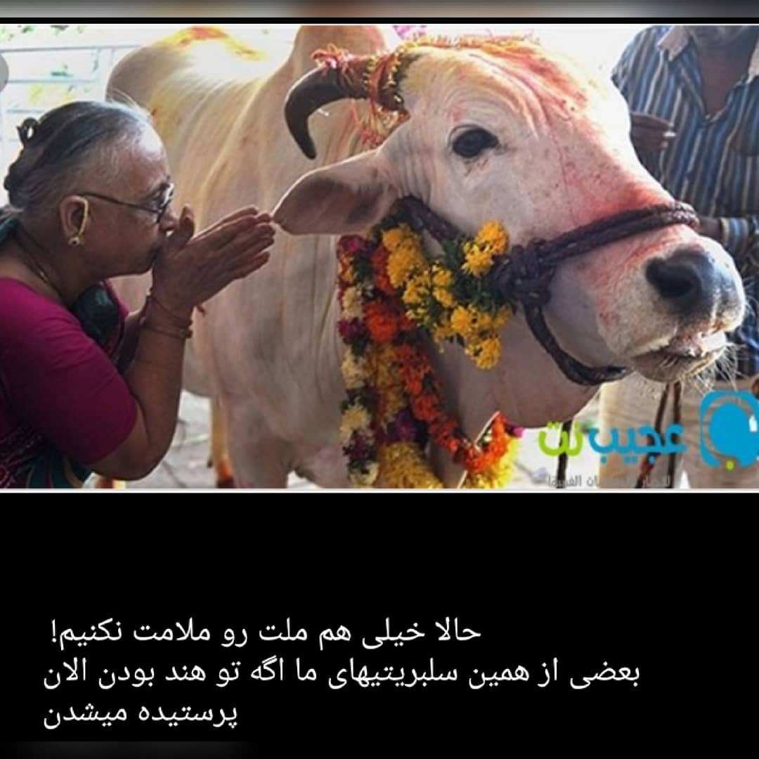 baherai2's tweet photo. حالا تعجب نکنید مطمنا اگه این سلبریتیهای ایران تو هند بودن الان مثل گاو پرستش میشدن https://t.co/7IGWVwdh9p