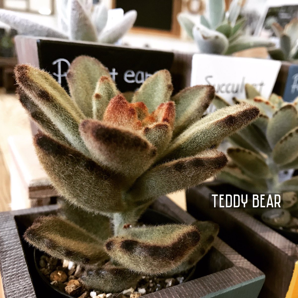 ちびくまのおみせ 広報部 うさぎの耳シリーズの多肉植物って知ってる 月兎耳 星兎耳 福兎耳 黒兎耳 シナモン テディベア コレクター泣かせのうさぎシリーズ 本やネットを見てみても数十種類あるようですよ ちびくまのおみせにも数種類は揃っ ちびくまのおみせ 広報部 うさぎの耳シリーズの多肉植物って知ってる 月兎耳 星兎耳 福兎耳 黒兎耳 シナモン テディベア コレクター泣かせのうさぎシリーズ 本やネットを見てみても数十種類あるようですよ ちびくまのおみせにも数種類は揃っ