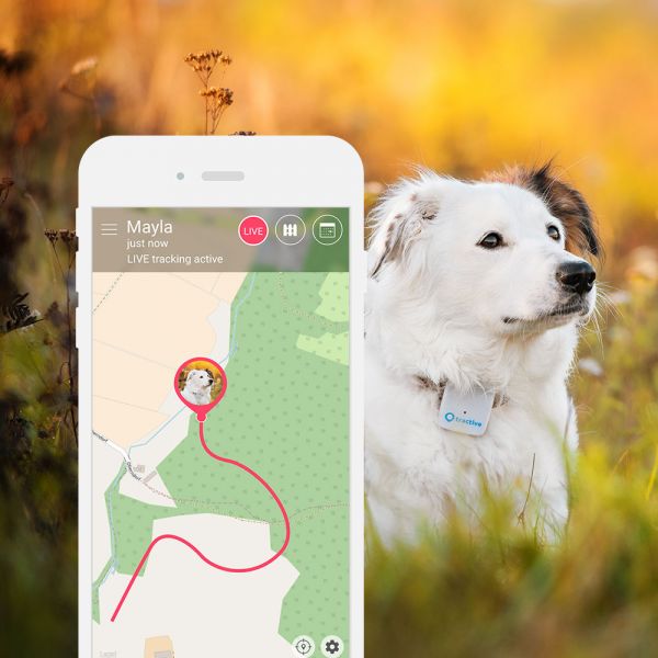TechpediaSK's tweet photo. Chcete vedieť o tajných chodníčkoch vášho psa či mačky? S Tractive GPS lokalizátorom sa toho dozviete viac
https://t.co/gx5O8vSGFo
#CES2018 #tractive #GPS #TechNews #techpedia #technology #animals https://t.co/0T0Bhf92eP