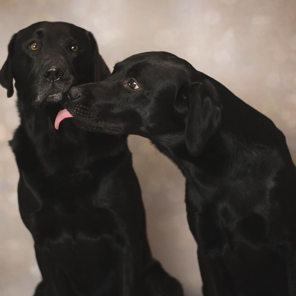 doonila's tweet photo. One cent for Beau’s thoughts 🤔
#Beau #labstagram #lakritznase #Labrador #retrieveroftheday #retriever #gundog #blackbeauty #blacklabrador #lab #lablove #labradorretriever #labradors #dogstagram #dogsofinstagram #laboftheweek #blacklab #labofmylife #E… https://t.co/xIYQJrIWQl https://t.co/XxSgQm9YuZ