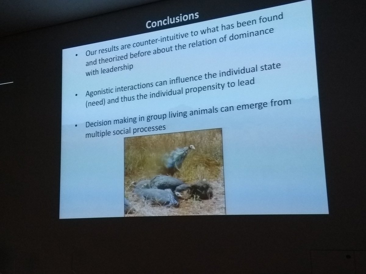 @DanPapageorgiou sharing her first results showing a relationship between agonistic interactions and leadership by subordinates in vulturine #guineafowl. #GFT #SocialComplexity @CollectiveBehav