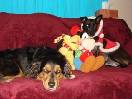 Santa Mocha looks like she brought some stuff animals to Lexi! 🤣 #IHXHolidayFun #OHPA @juswen06