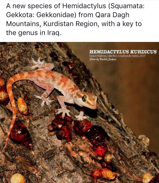 Leopard Conservation tweet media