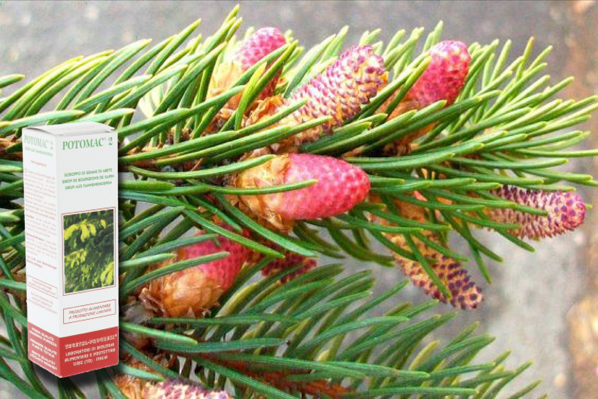 VegetalProgress's tweet photo. #Potomac è composto da puro estratto di gemme di Abete (Picea abies, origine Lapponia Finlandese) estratte in sciroppo di fruttosio e glucosio.
Si presta a preparare una bevanda deliziosa e balsamico o consumato tal quale #vegetalprogress https://t.co/963lJArHs5