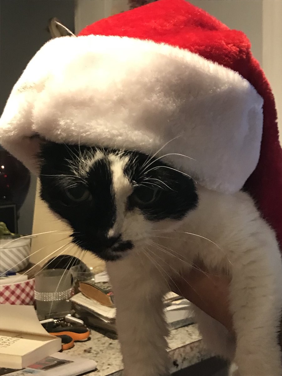 Glory the Holiday Cat! #IHXHolidayFun