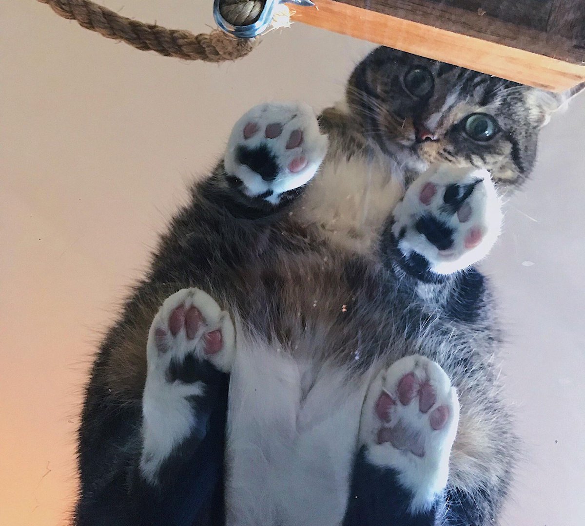 saltlivestweets's tweet image. Well, hello! #HappyFriday #FelineVibes #FridayFeels 🐱💕💞