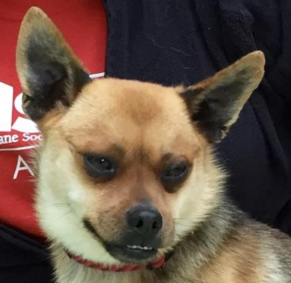 Melissa Schroeder On Twitter Adoptathon Cleartheshelter All