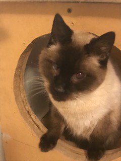 ann_omealey's tweet photo. @FaleenaHopkins This is MaoMao, 16-year-old disabled rescue cat, blind in one eye, lost most of his teeth and has brain damage. See more of his story on Facebook. #cockykitty https://t.co/kRgEqYgKJg