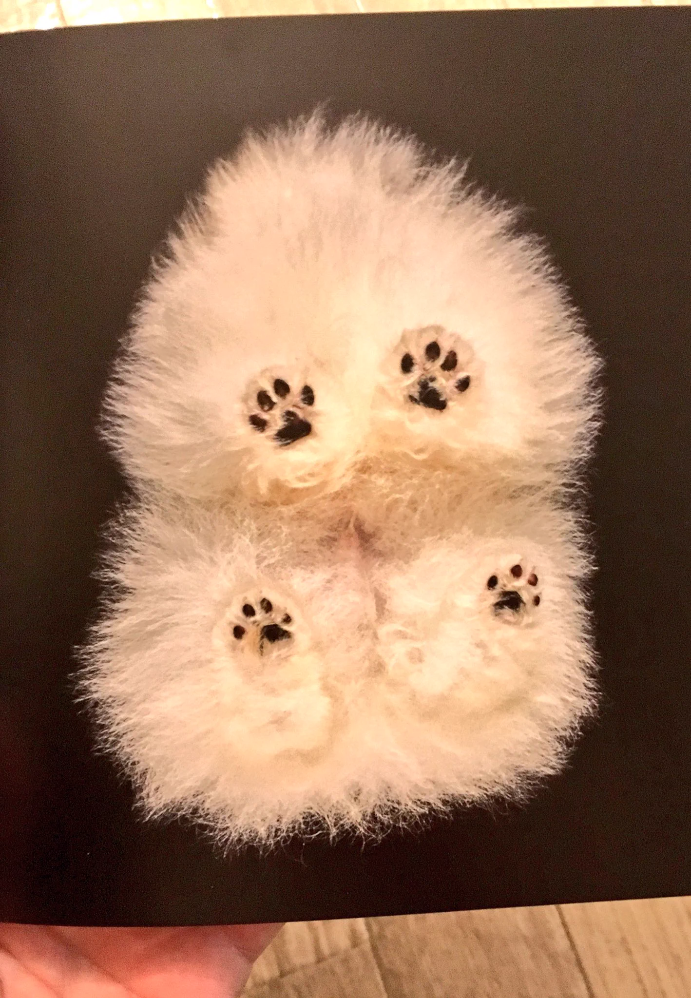 こいつはとんでもない変態だぜ！犬を真下から撮影しただけの写真集が意味不明ｗｗｗ