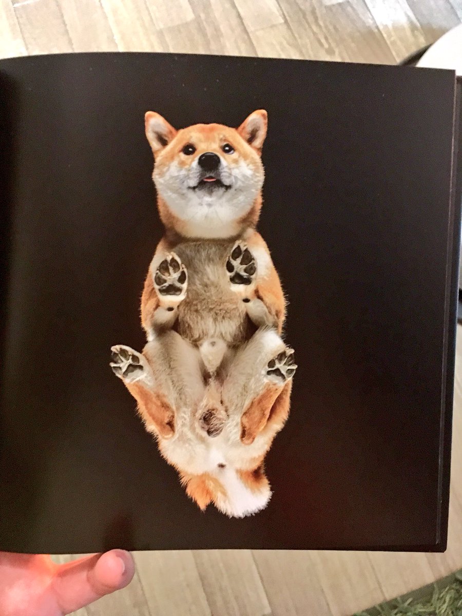 こいつはとんでもない変態だぜ 犬を真下から撮影しただけの写真集が意味不明 話題の画像プラス こいつはとんでもない変態だぜ 犬を真下から撮影しただけの写真集が意味不明 話題の画像プラス