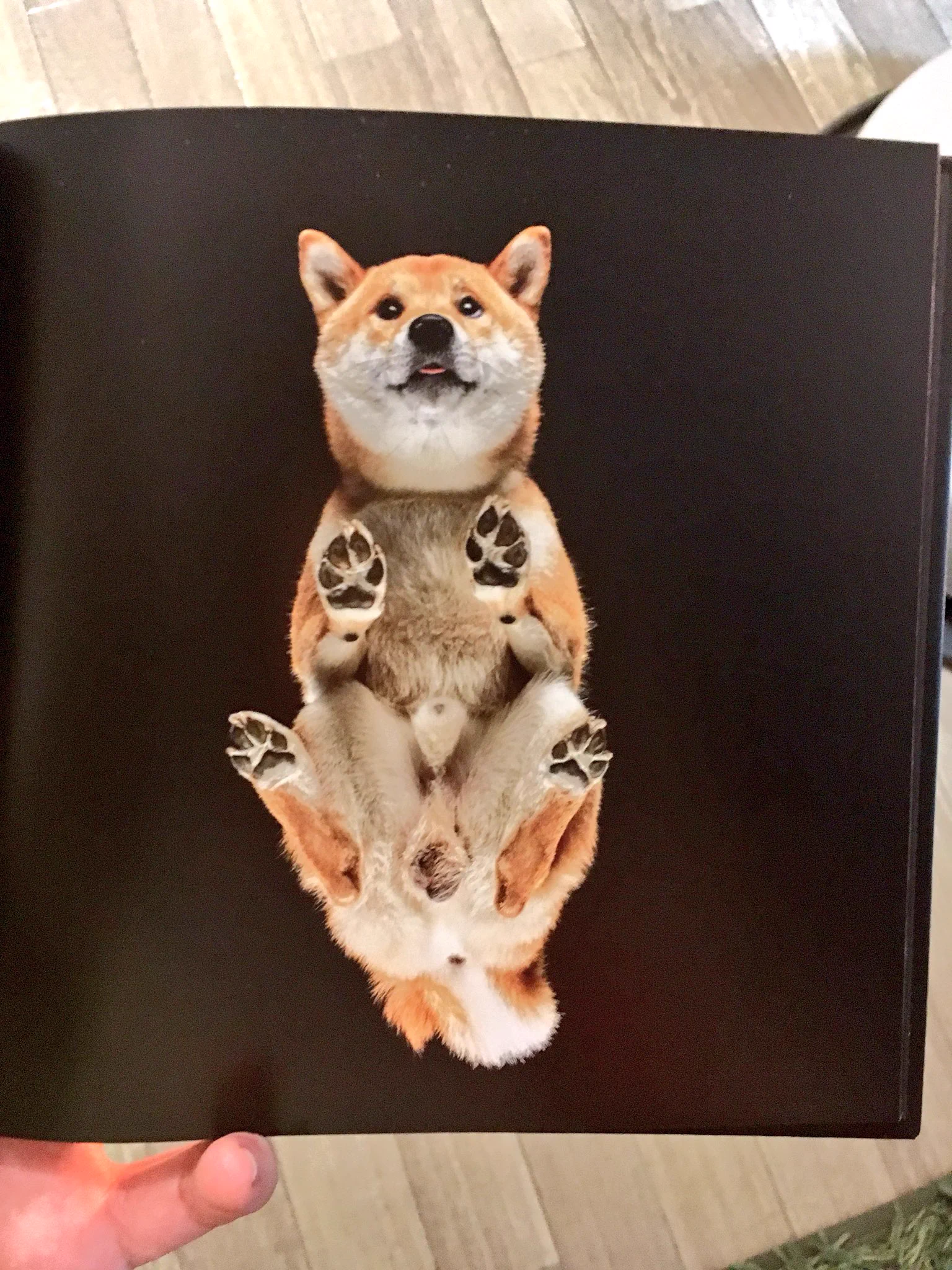 こいつはとんでもない変態だぜ！犬を真下から撮影しただけの写真集が意味不明ｗｗｗ