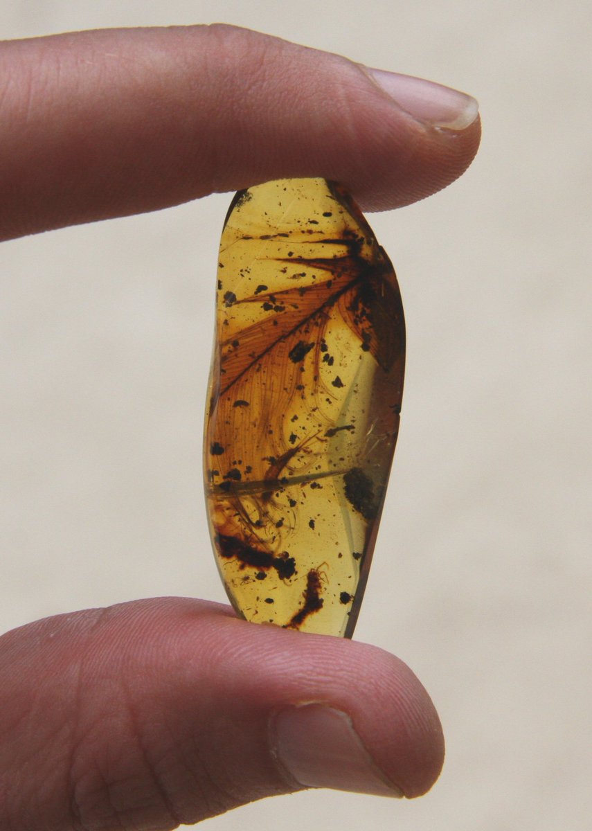 IGME1849's tweet photo. #Worldpresentation on December 20th. at the @MuseoGeominero of the pieces of amber where the #hardticks that parasitized the #dinosaurs 100 million years ago have been found and mor scoops. https://t.co/L4lcyywPh4 https://t.co/YXS7ULI8V6