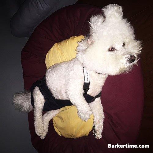 "Jake is a pure breed #BichonFrise who will turn 11 in February. He is the love of my life - not a pet. He is a gentle soul who enjoys meeting people &amp; puppies alike." Terasa L. (Charlotte, NC) barkertime.com/dog
#dogdiapers #seniordog #dogincontinence #diaperdog #barkertime