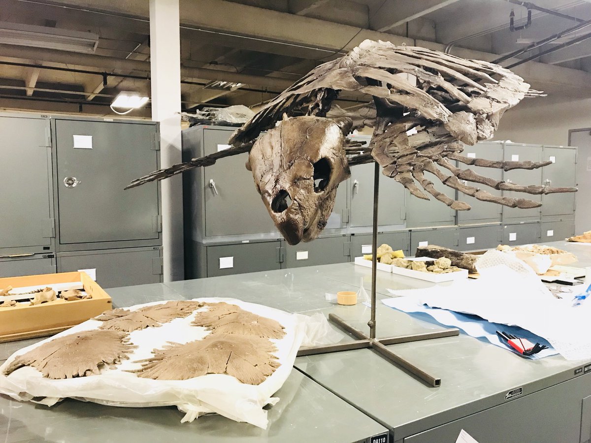 christinabyrd88's tweet photo. Today’s #FossilFriday showcases the new mount for @SternbergMuseum’s #Protostega cast! Thank you @Mosasaurologist! #Cretaecous #Kansas #turtle https://t.co/eSw200uHiu