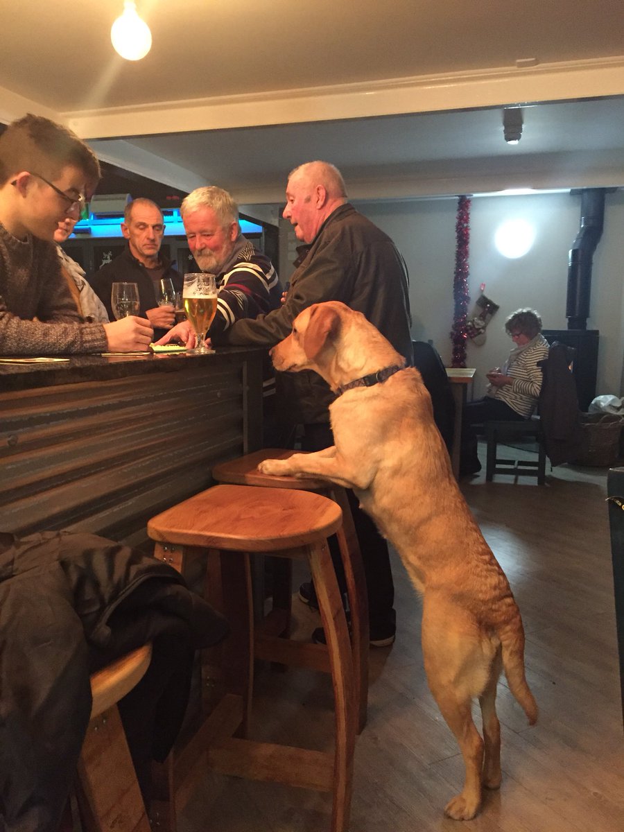 Lili lon @mirain_fflur isio diod bach yn y Bragdy hefyd ! Well behabed K9’s very welcome at the brewery #iechydDa