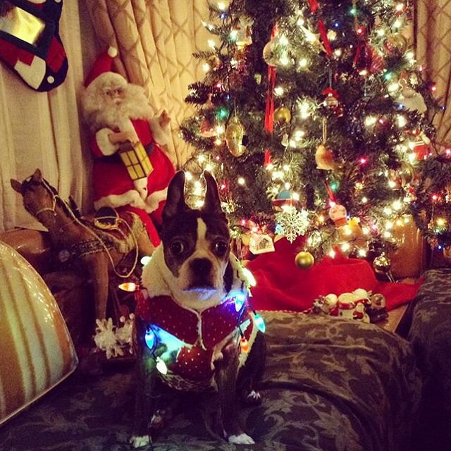 lilys813's tweet photo. Happy Holidays! โค๏ธ๐ถ๐ @neimanmarcus #nmholiday #contest :) https://t.co/RNHy5VNknw