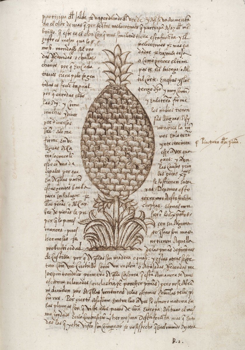 TheHuntington's tweet photo. @GettyMuseum @LAZoo @DescansoGardens Perfect! And when those insects are finished eating that pear, they can start on this pineapple from the "Historia general y natural de las Indias," by Gonzalo Fernández de Oviedo y Valdés. #VisualVoyages #PSTLALA https://t.co/7emTdlaZAh