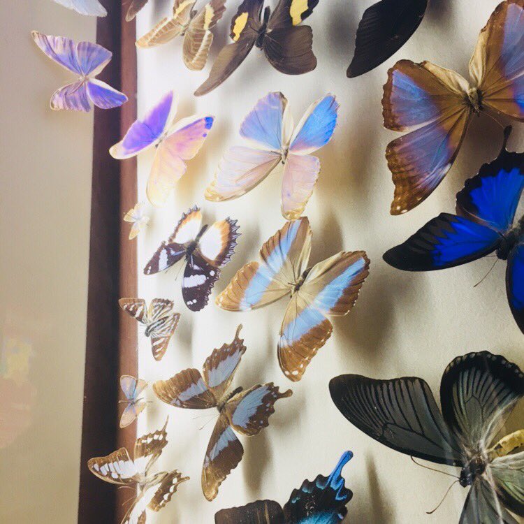 SmartyPants1_2's tweet photo. A diverse rainbow of wings &amp; exoskeletons! #insects #scicomm @AudubonNature #NOLA #AGU17 https://t.co/2EVU9x5olu